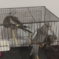 ۳عددعروس هلندی|پرنده|قم, انسجام|دیوار