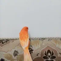 قناری سرخ|پرنده|شهرضا, |دیوار