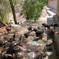 ۱۸عدد بوقلمون جوان