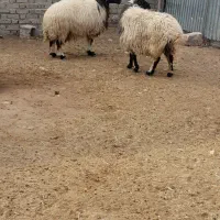 ۲عددمیش خشک جوان سنگین وزن تمام پروارفروشن|حیوانات مزرعه|دهلران, |دیوار