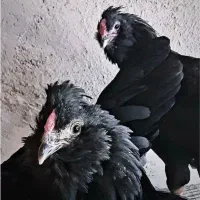 تخم مرغ و جوجه و مرغ و خروس گلین محلی ریش منگوله|حیوانات مزرعه|شیراز, گل سرخ|دیوار