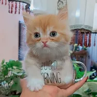 بچه گربه پرشین اصیل