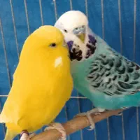 جفت مرغ عشق انگلیسی گریدa