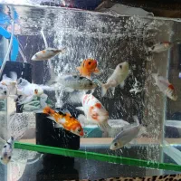 ماهی کوی نژاد دار