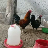 خروس