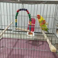 دو تا کوتوله برزیلی نر وماده با قفس و وسایل