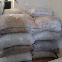 گردو بوندردلفارد