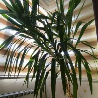 گل طبیعی|گل و گیاه طبیعی|همدان, |دیوار