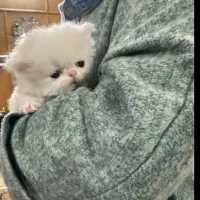 بچه گربه پرشین نر