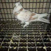 کبوترپرشی گرفتنی