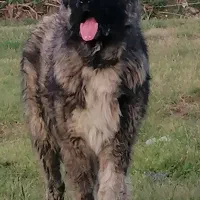 واگذاری حیوان خانگی