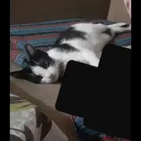 سیاه خانوم ۸ ماهه