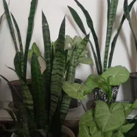 گلهای طبیعی خانگی