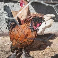 جوجه مرغ و خروس