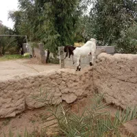 گوسفند کاموری|حیوانات مزرعه|بم, |دیوار