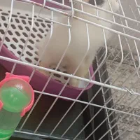 خرگوش|موش و خرگوش|کرمان, |دیوار