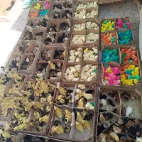 جوجه کاکلی