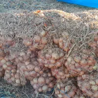 پیاز طلایی|خوردنی و آشامیدنی|روانسر, |دیوار