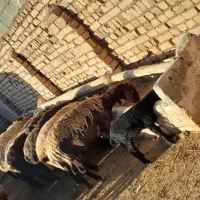 بره و میش|حیوانات مزرعه|بشاریات, |دیوار