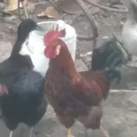 خروس