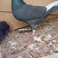 نر پلنگ|پرنده|بم, |دیوار