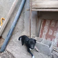 سگ پاکوتاه|سگ|صحنه, |دیوار