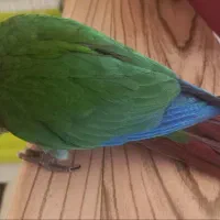 طوطی گرینچیک خونگی ۳ماهه