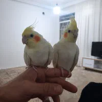 عروس هلندی گمشده