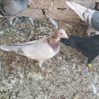کبوتر بمب از تایباد برام آوردن|پرنده|تربت جام, میان جام|دیوار