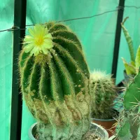 کاکتوس از ده هزارتومان به بالا
