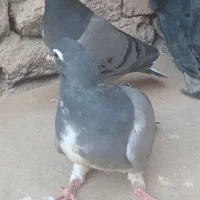 جوجه خرقه اصیل روس