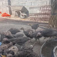 جوجه بوقلمون