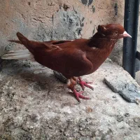 پردیس|پرنده|اهواز, ملاشیه|دیوار