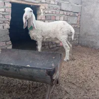 میش مری کاموریایی|حیوانات مزرعه|زابل, |دیوار