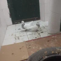 طوقی پاک و جوجه رسون|پرنده|فردوس (خراسان), |دیوار