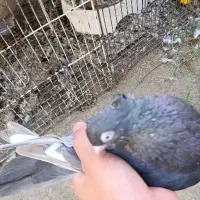 کبوتر خانگی بور ابادانی|پرنده|جیرفت, |دیوار