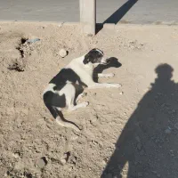 واگذاری دو قلاده سگ نگهبان