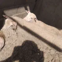 بره نر رومن خارجی بدون دنبه است