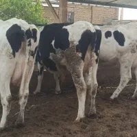 5 راس توخک و یک گاو شکم سوم 3 راس گوساله|حیوانات مزرعه|فریمان, |دیوار