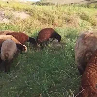 ۱۴ عدد گوسفند جوان