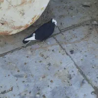 کفترپرشی|پرنده|بندر ماهشهر, |دیوار