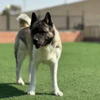 امریکن آکیتا|سگ|تهران, جنت‌آباد مرکزی|دیوار