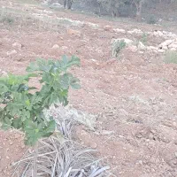 باغ|فروش زمین و ملک کلنگی|نورآباد ممسنی, |دیوار