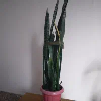 گل سانسوریا