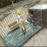 عروس هلندی|پرنده|رباط‌کریم, نصیرشهر|دیوار