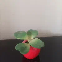 دکوری|مجسمه، تندیس، ماکت|بوشهر, |دیوار