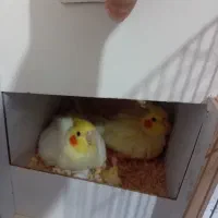 عروس‌هلندی‌‌جفت‌مولد‌لوتینو