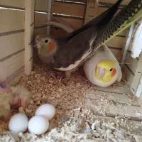 جفت عروس هلندی با جوجه
