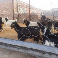 بزغاله چاق فروشی