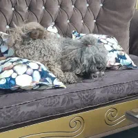 سگ شیزو پودل